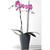 Plastia Ola Orchid Pot, Diameter 16 cm, Colour: Purple