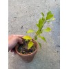 Bonsaisteve Quercus wislizeni seedling, Interior Live Oak, California Evergreen Oaks
