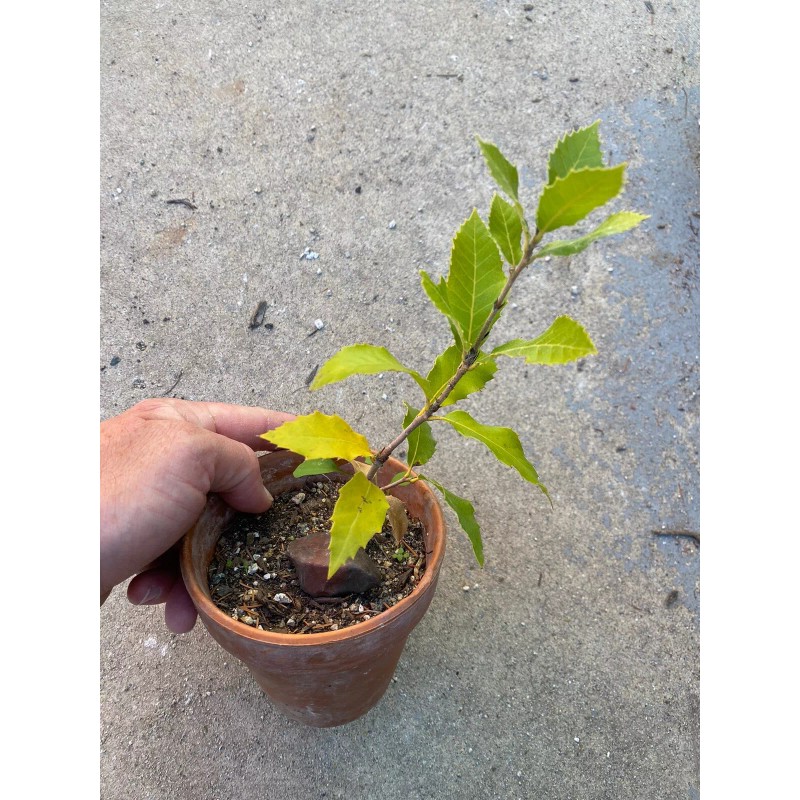 Bonsaisteve Quercus wislizeni seedling, Interior Live Oak, California Evergreen Oaks