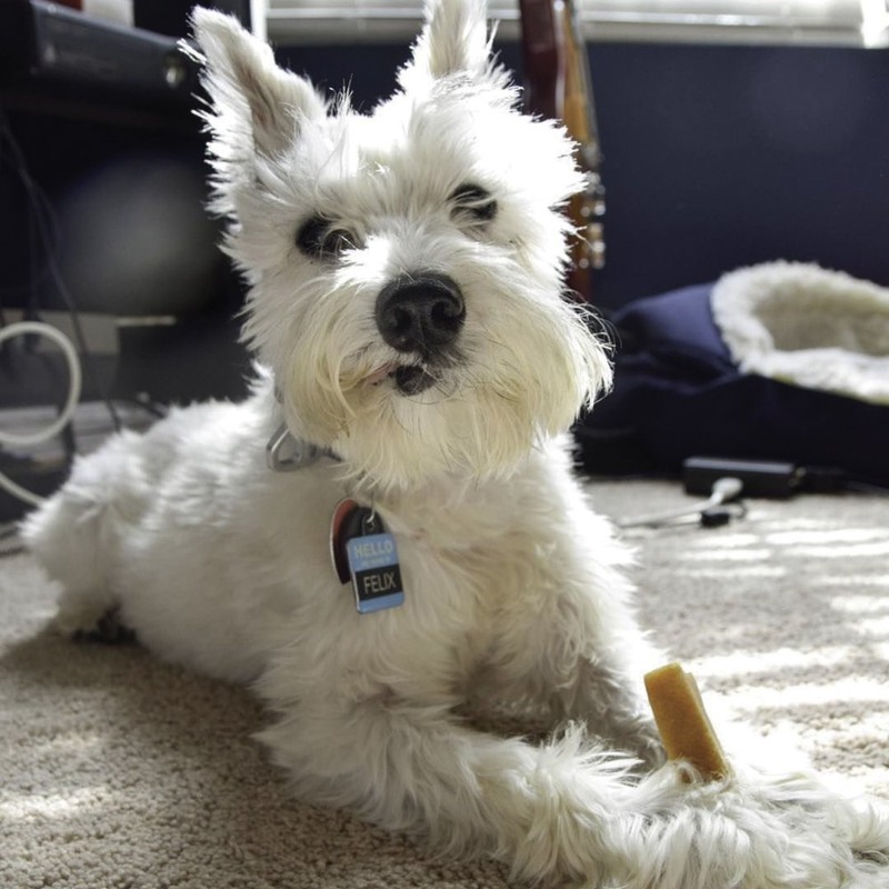 Himalayan Dog Chew Small