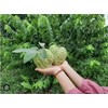 Tree 1 Cup Cherimoya Live Plant Seedling Fruit Tree "7-9"