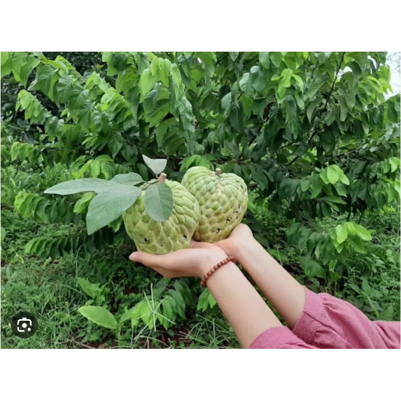 Tree 1 Cup Cherimoya Live Plant Seedling Fruit Tree "7-9"