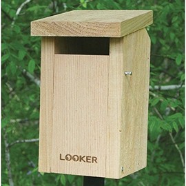 Songbird Essentials SE544 BlueBirdhouse Slot (Set of 1)