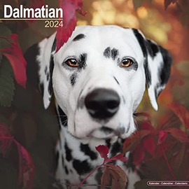 Dalmatian Calendar 2024 | Square Dog Breed Wall Calendar - 16 Month
