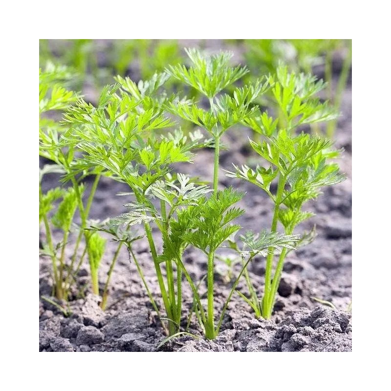 ATLAS Carrot -Atlas Nutri