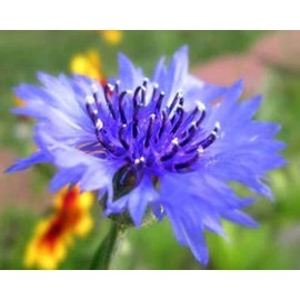 Centaurea Bachelors Button Blue Boy Nice Garden Flower by Seed Kingdom Bulk 1/4 Lb Seeds