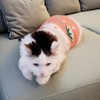 Dog and Cat Sweater, Soft Turtleneck Pullover Vest for Autumn