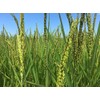 Brown Vialone Nano Integrale Rice - Riseria Gazzani - Veneto,