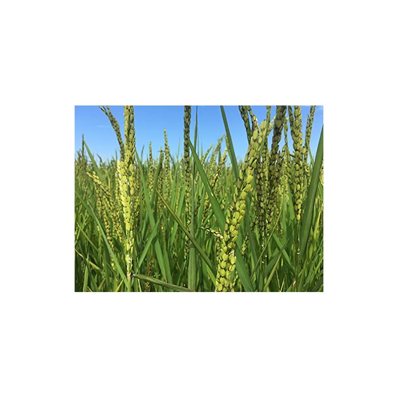 Brown Vialone Nano Integrale Rice - Riseria Gazzani - Veneto,