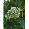 Tree 20 Fresh Cuttings White Crepe Myrtle Crape Tree South