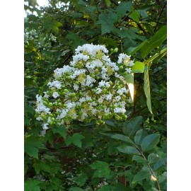 Tree 20 Fresh Cuttings White Crepe Myrtle Crape Tree South Carolina Grown Cold Hardy