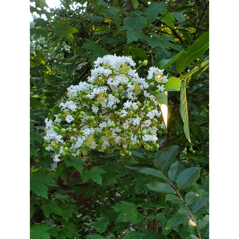 Tree 20 Fresh Cuttings White Crepe Myrtle Crape Tree South