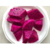 Cactus Red Dragon Fruit 2 Cutting 9-14" Hailey's Comet