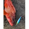 Nature Boys SwichRiderZn Switchrider Zn40g Red Gold Cross Glow