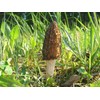 NIKA SEEDS - Spores Black Morel Mushrooms for Planting on