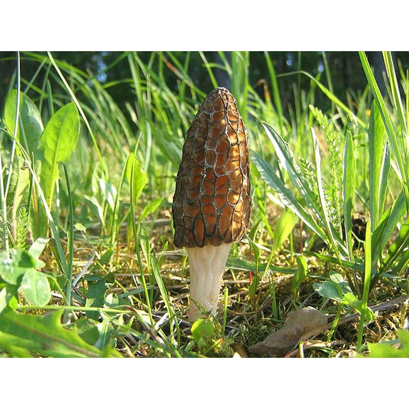 NIKA SEEDS - Spores Black Morel Mushrooms for Planting on