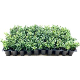 Soft Touch Compact Japanese Holly | 40 Live Plants | Ilex crenata | Low Maintenance Evergreen Shrub