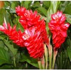Hawaiian Red Ginger Plant Root (Pack of 5) Grow Hawaii