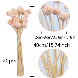 CISDUEO 20 Pcs Dried Flowers Craspedia Billy Balls Flowers Billy Buttons Pink Dried Floral Bouquet Arrangements for Wedding Home Tall Vase Boho Decor