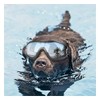 Pet Goggles, Dog Sunglasses, For Medium and Large Dogs, UV