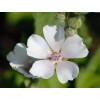 ONeill Seeds Marshmallow Plant Seeds - Althaea officinalis | Heirloom