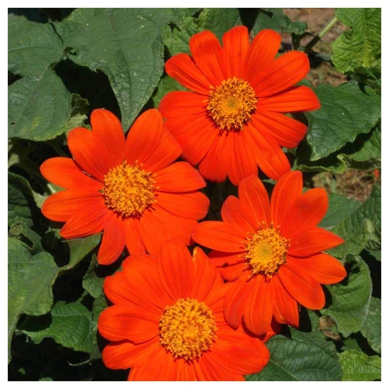 Everwilde Farms - 1 Oz Mexican Sunflower Wildflower Seeds -