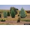 Arizona Blue Ice Cypress | 1 Large Gallon Size Tree
