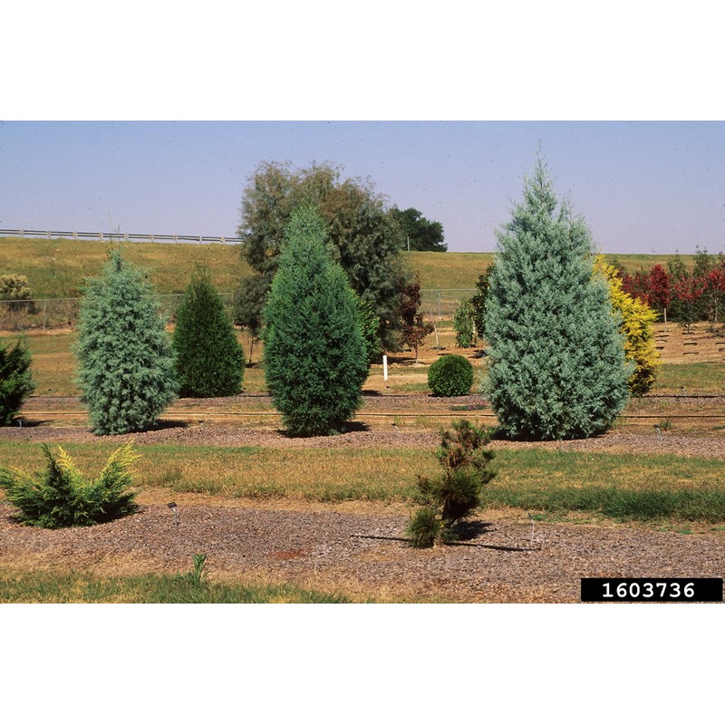 Arizona Blue Ice Cypress | 1 Large Gallon Size Tree