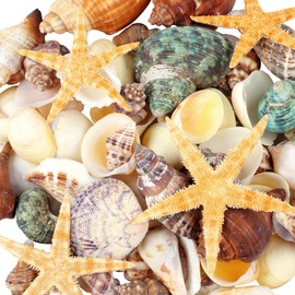 80+ Pcs Natural Seashells, Mixed Starfish Sea Shells for Crafts, Various Sizes Ocean Shells Conch for Decorating, Beach Theme Party, DIY Crafts, Fish Tank Filling, Home Decor, Wedding Decoration