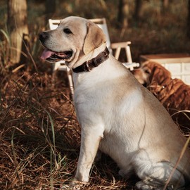 DAIHAQIKO DAIHAQIKO Genuine Leather Dog Collar, Heavy Duty Wide Dog Collar for Small,Medium, Large and Extra Large Dog (L: 1.2" Wide for 17"-23" Neck, Dual Stitch - Brown)