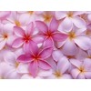 Hawaiian Pink Plumeria Plant Cuttings (Pack of 4) Grow Hawaii