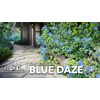 Blue Daze | 3 Large Gallon Size Plants | Evolvulus
