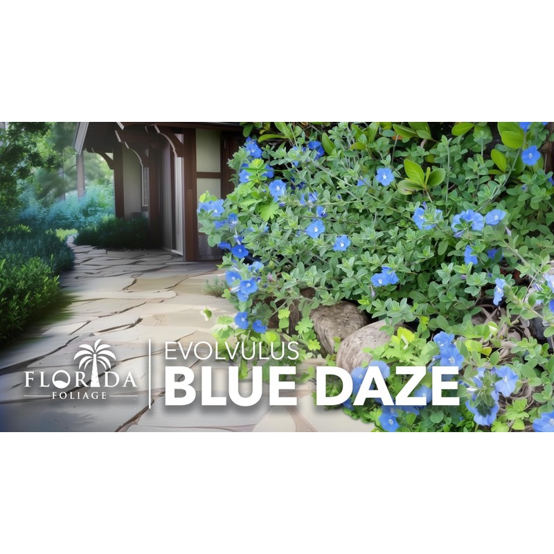 Blue Daze | 3 Large Gallon Size Plants | Evolvulus