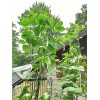 Italian pole bean MAGIC! Original Italian Vigo Romano Flat POLE
