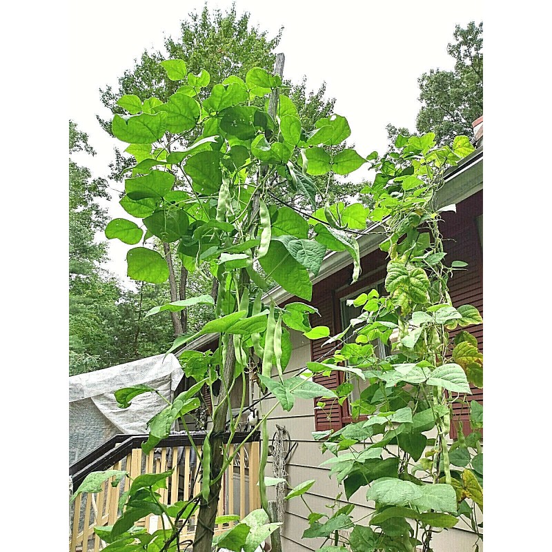 Italian pole bean MAGIC! Original Italian Vigo Romano Flat POLE
