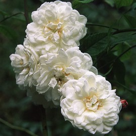 Heirloom Roses White Rose Bush - Aimée Vibert Live Noisette Rose Plant, Own Root Rose Bushes
