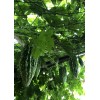 Fresh Bitter Melon 50 Seeds Package Fresh Harvested US Seller