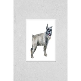 Watercolor closeup portrait of cute grey color standard Schnauzer breed puppy isolated on white background. German moustache terrier-type dog. Hand drawn sweet home pet. Greeting card design. Clip art