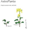 Brassica rapa Wisconsin Fast Plants, AstroPlants Seed, Pack of 200