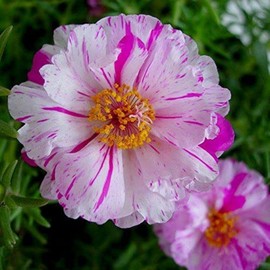 CHUXAY GARDEN 100 Seeds Double Light Pink White Moss Rose Seed,Portulaca Grandiflora,Eleven O'clock,Mexican Rose,Rock Rose Ornamental Flowering Plant Courtyard Flower