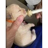 Pet Nipple with Syringes for Puppies, Kittens, Best Suitable for