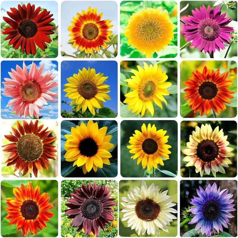 1000+ Sunflower Seeds for Planting Heirloom Non-GMO, Bulk Package of