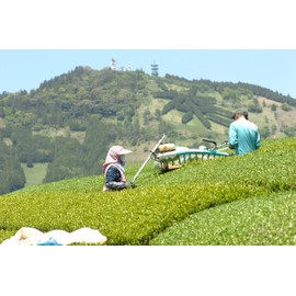 New Tea 2024 Deep Steamed Kakegawa Tea, 3.5 oz (100 g) 3 Bags, Ojo, 100% Ichiban Tea from Kakegawa, Shizuoka Prefecture