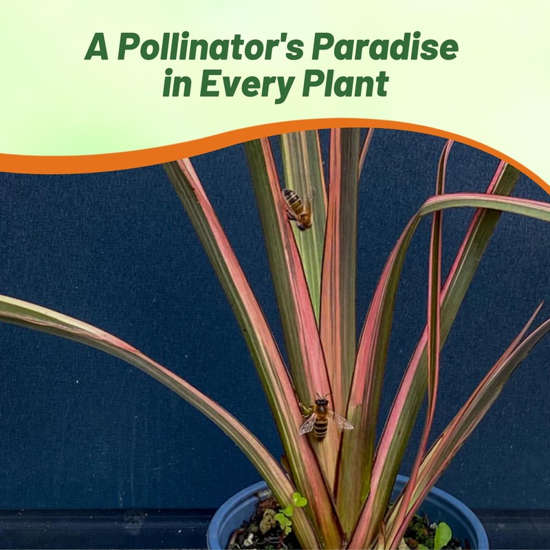 Outsidepride New Hybrids Phormium Seeds - 100 Pcs Perennial, Sword-Shaped