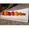Rhiannons_garden_goodies Ditmarsher Micro Dwarf Tomato Seeds Organic 10 Count *Free