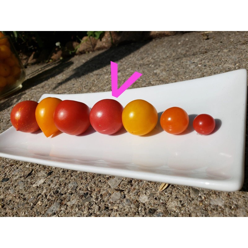 Rhiannons_garden_goodies Ditmarsher Micro Dwarf Tomato Seeds Organic 10 Count *Free