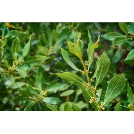 ArOmis Laurel Leaf Essential Oil - Organic - 100% Pure Therapeutic Grade - 10ml (.34 Fl Oz), Undiluted, Premium 150 Micron Filtered for Nebulizer Use