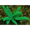 Ferns 20 Christmas Fern Root Systems, Christmas Dagger - Polystichum