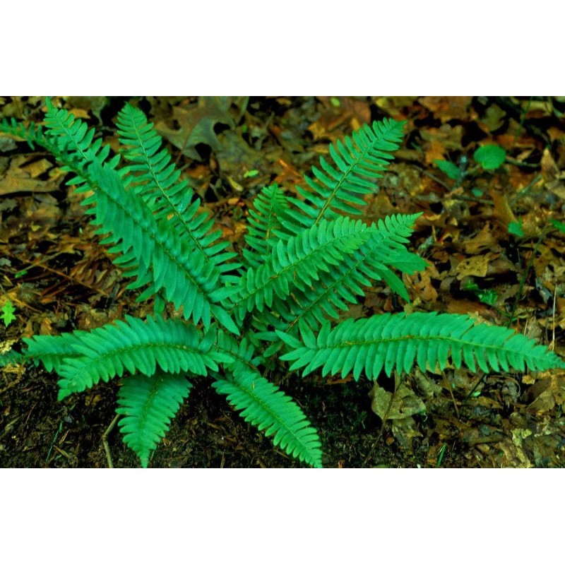 Ferns 20 Christmas Fern Root Systems, Christmas Dagger - Polystichum