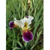Fresh 6 BEARDED IRIS PLANTS RHIZOMES FRESH MIXED VARIETIES